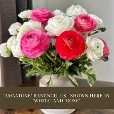 Attēlu rezultāti vaicājumam “Ranunculus mendax flower”