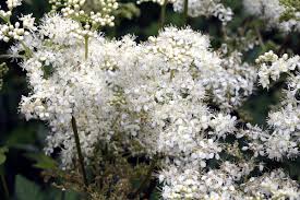 Attēlu rezultāti vaicājumam “Filipendula ulmaria  flower”