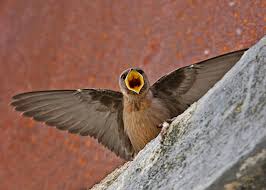 Image result for Ptyonoprogne rupestris