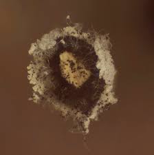 Attēlu rezultāti vaicājumam “Didymium proximum macro”