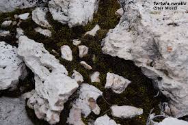 Attēlu rezultāti vaicājumam “Tortula lingulata”