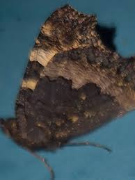 Attēlu rezultāti vaicājumam “Donacaula mucronella”