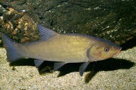 Image result for Tinca tinca
