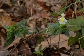 Image result for Galeopsis segetum