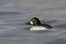 Attēlu rezultāti vaicājumam “Bucephala clangula”