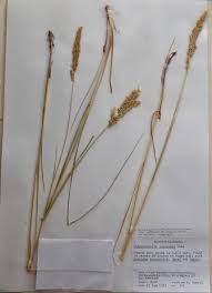 Attēlu rezultāti vaicājumam “Calamagrostis stricta”
