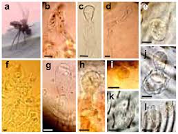Attēlu rezultāti vaicājumam “Entomophthora”