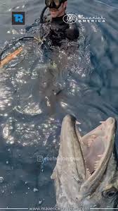 Image result for Maverick Divers