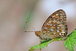 Attēlu rezultāti vaicājumam “Argynnis aglaja”