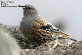 Image result for Prunella collaris