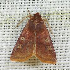 Attēlu rezultāti vaicājumam “Cerastis leucographa”