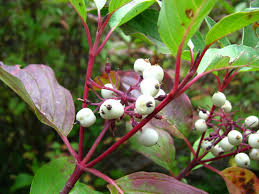 Attēlu rezultāti vaicājumam “Cornus sericea fruit”