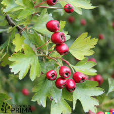 Attēlu rezultāti vaicājumam “Crataegus monogyna fruit”