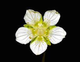 Attēlu rezultāti vaicājumam “Parnassia palustris leaf”