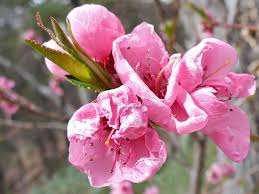 Attēlu rezultāti vaicājumam “Prunus padus var. roseiflora flower”