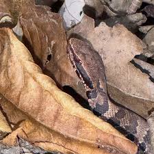 Attēlu rezultāti vaicājumam “Serpoleskea confervoides”