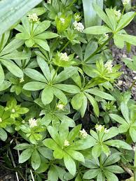Attēlu rezultāti vaicājumam “Galium odoratum flower”