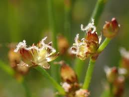 Attēlu rezultāti vaicājumam “Juncus alpinoarticulatus”