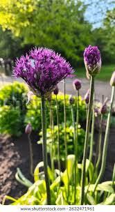 Attēlu rezultāti vaicājumam “Allium holandicum bud”