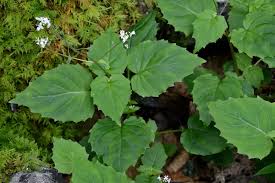 Attēlu rezultāti vaicājumam “Circaea alpina leaf”