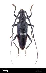 Attēlu rezultāti vaicājumam “Cerambycidae”