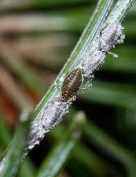 Attēlu rezultāti vaicājumam “Schizolachnus pineti”