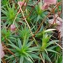 Attēlu rezultāti vaicājumam “Polytrichastrum longisetum”