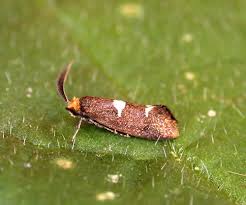 Attēlu rezultāti vaicājumam “Incurvaria oehlmanniella”