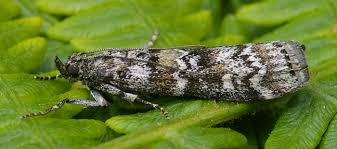 Attēlu rezultāti vaicājumam “Dioryctria abietella”