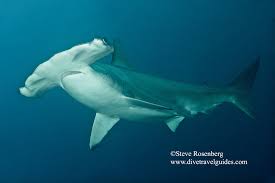 Image result for Sphyrna corona