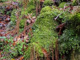 Attēlu rezultāti vaicājumam “Trichocolea tomentella sporophyte”