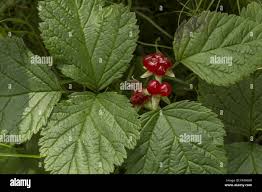 Attēlu rezultāti vaicājumam “Rubus saxatilis fruit”