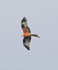 Image result for Milvus milvus