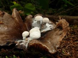 Attēlu rezultāti vaicājumam “Asterophora lycoperdoides”