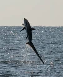 Image result for Alopias vulpinus