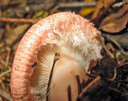Attēlu rezultāti vaicājumam “Lactarius lygniotus”