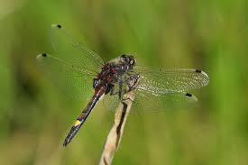 Attēlu rezultāti vaicājumam “Leucorrhinia”