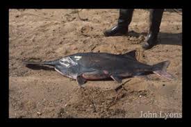 Image result for Polyodon spathula