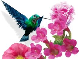 Attēlu rezultāti vaicājumam “Helianthemum x hybridum flower”