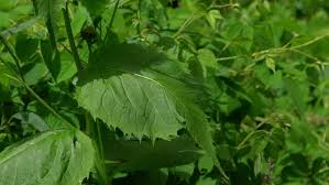 Attēlu rezultāti vaicājumam “Telekia speciosa leaf”