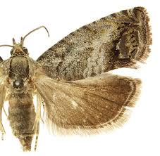 Attēlu rezultāti vaicājumam “Cydia splendana”