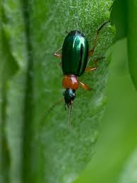 Attēlu rezultāti vaicājumam “Lebia chlorocephala”