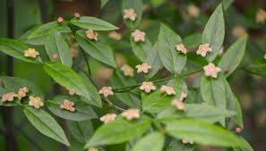 Attēlu rezultāti vaicājumam “Euonymus flower”