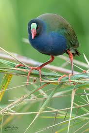 Image result for Porphyrio alleni