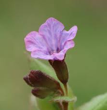 Attēlu rezultāti vaicājumam “Pulmonaria obscura bud”