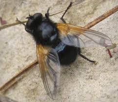 Attēlu rezultāti vaicājumam “Mesembrina meridiana”