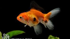 Image result for Cyprinus rubrofuscus