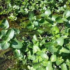 Attēlu rezultāti vaicājumam “Veronica beccabunga bud”