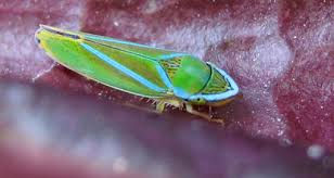 Attēlu rezultāti vaicājumam “Auchenorrhyncha”