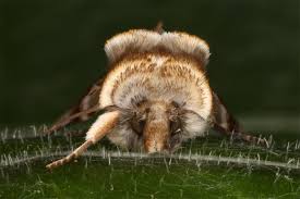 Attēlu rezultāti vaicājumam “Habrosyne pyritoides”